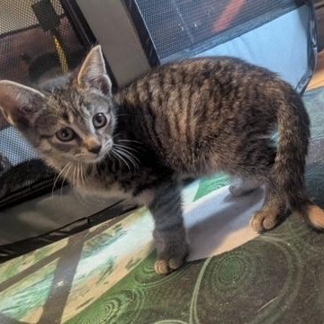 Perfect Prism, a Adoptable Domestic Short Hair in Hudsonville, MI image 4/5