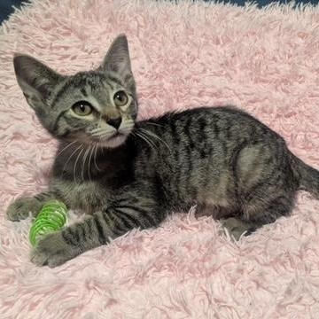 Perfect Prism, a Adoptable Domestic Short Hair in Hudsonville, MI image 3/5