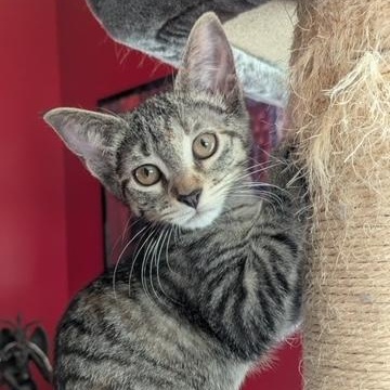 Perfect Prism, Baby Female Domestic Short Hair