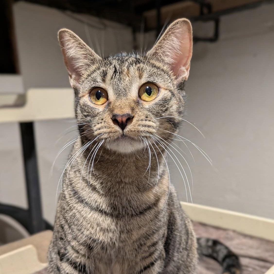 Perfect Prism, adoptable, Kitten Female Domestic Short Hair.