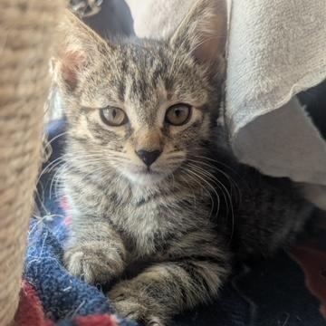 Perfect Prism, a Adoptable Domestic Short Hair in Hudsonville, MI image 5/5