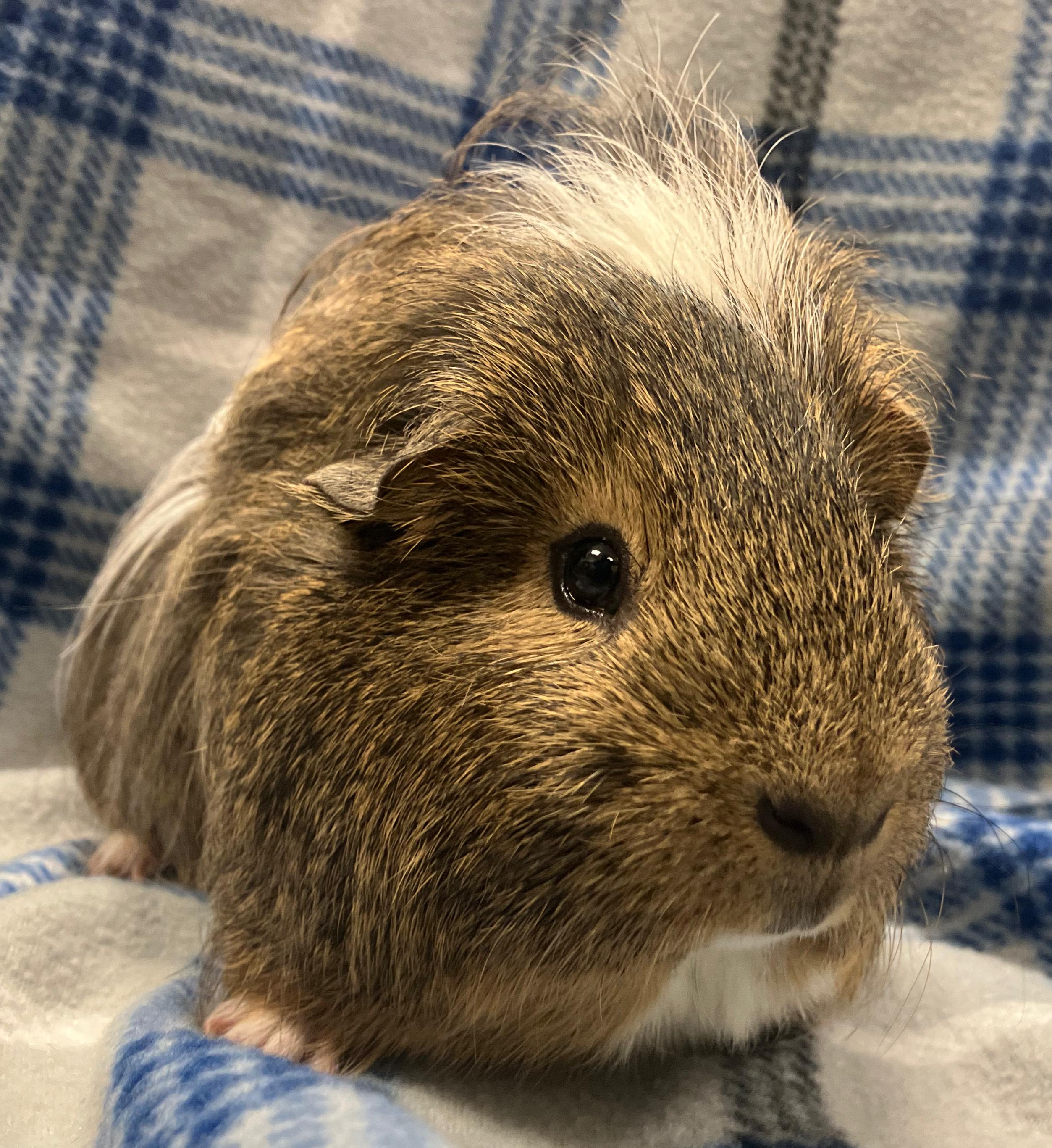 Poe, ADOPTABLE, Adult Male Silkie / Sheltie.