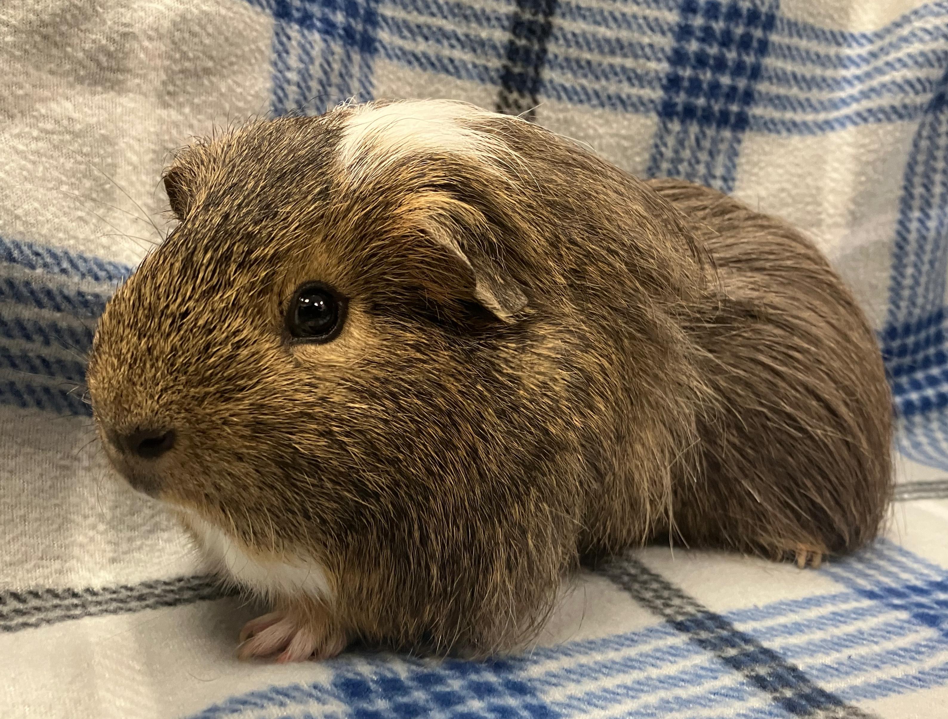 Enlarge Poe, a ADOPTABLE mixed breed in Oshkosh, WI image 2/3