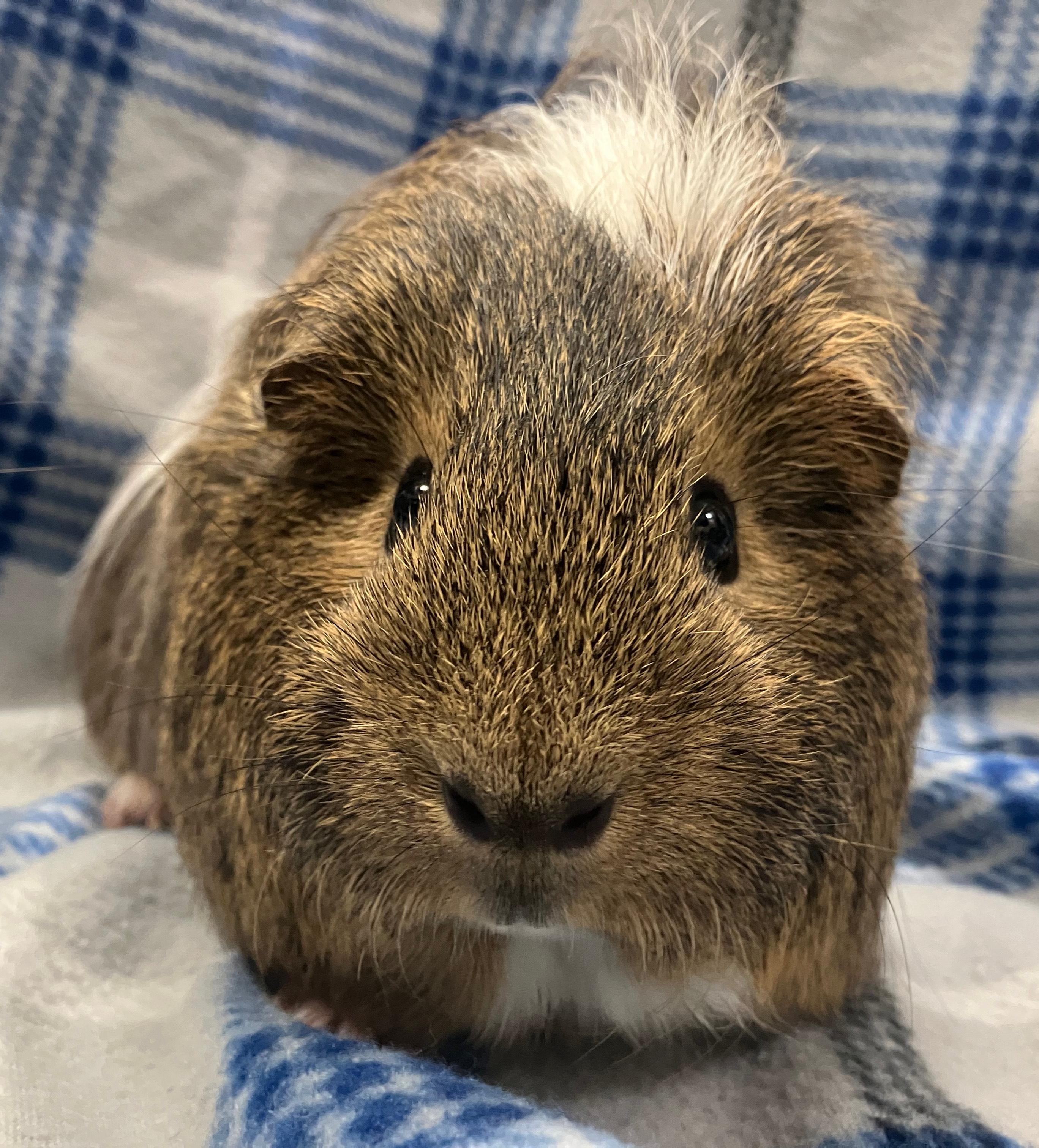 Enlarge Poe, a ADOPTABLE mixed breed in Oshkosh, WI image 3/3