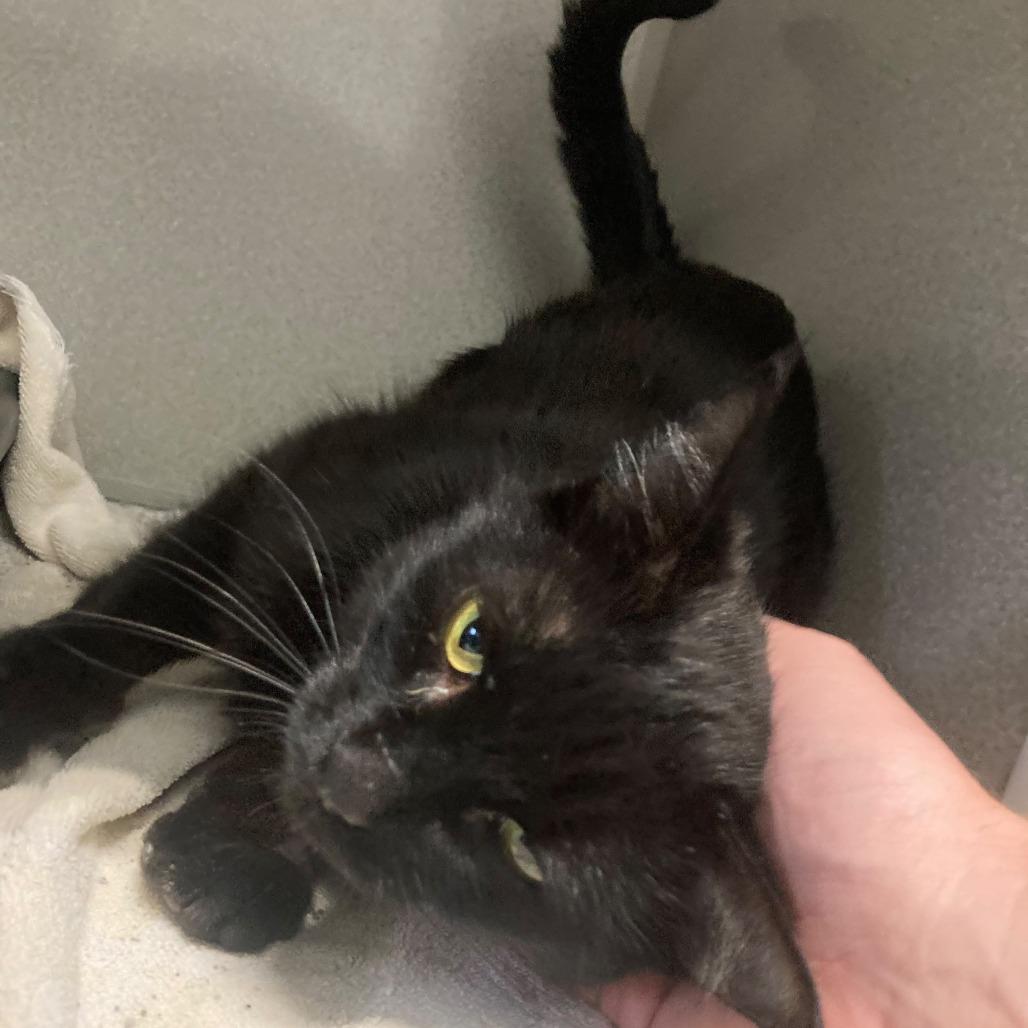 Aurora, Adoptable, Adult Female Domestic Short Hair.