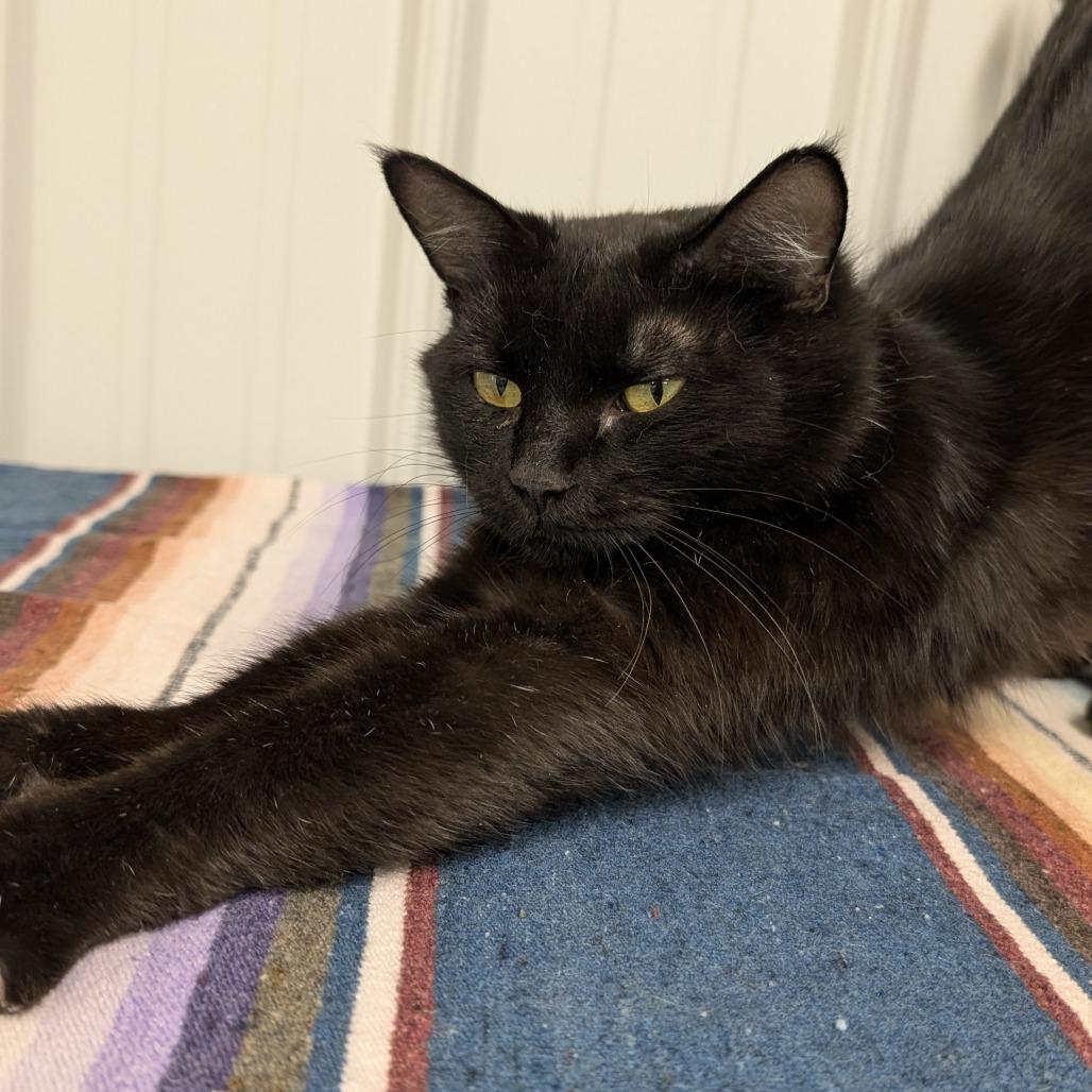 Enlarge Aurora, a Adoptable Domestic Short Hair in Buffalo, WY image 2/2