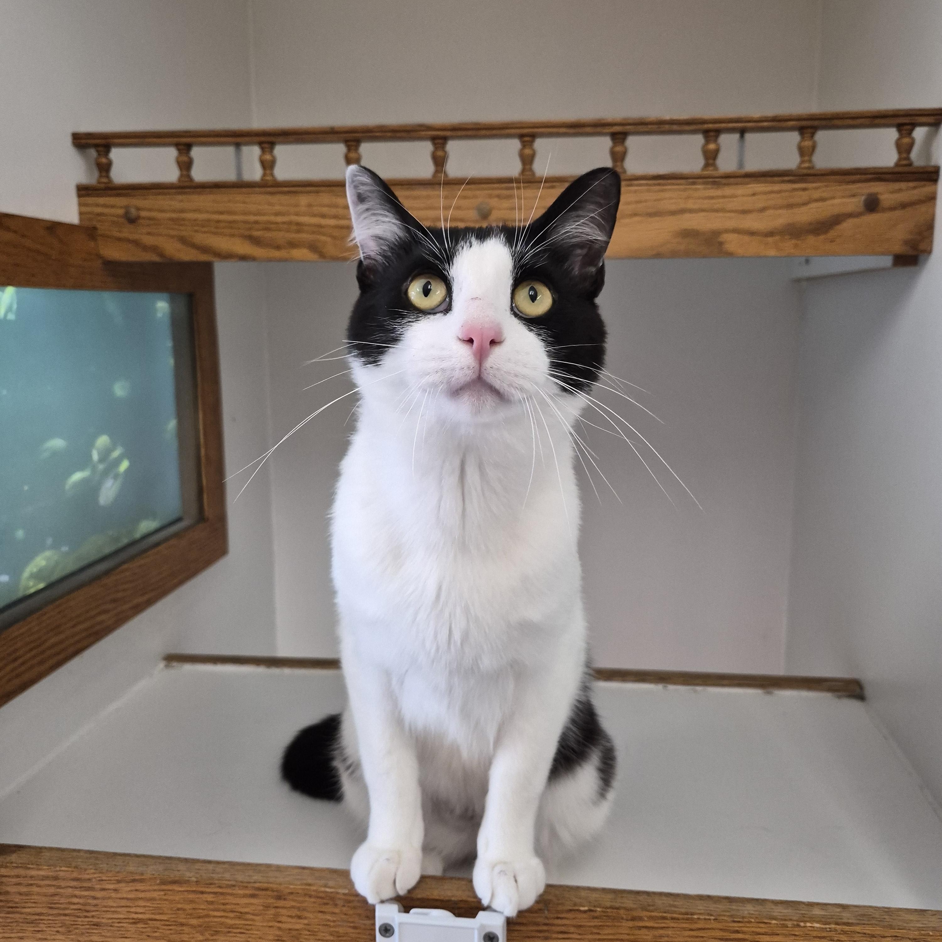 Enlarge Benson, a Adopted Domestic Short Hair in Kenosha, WI image 6/6