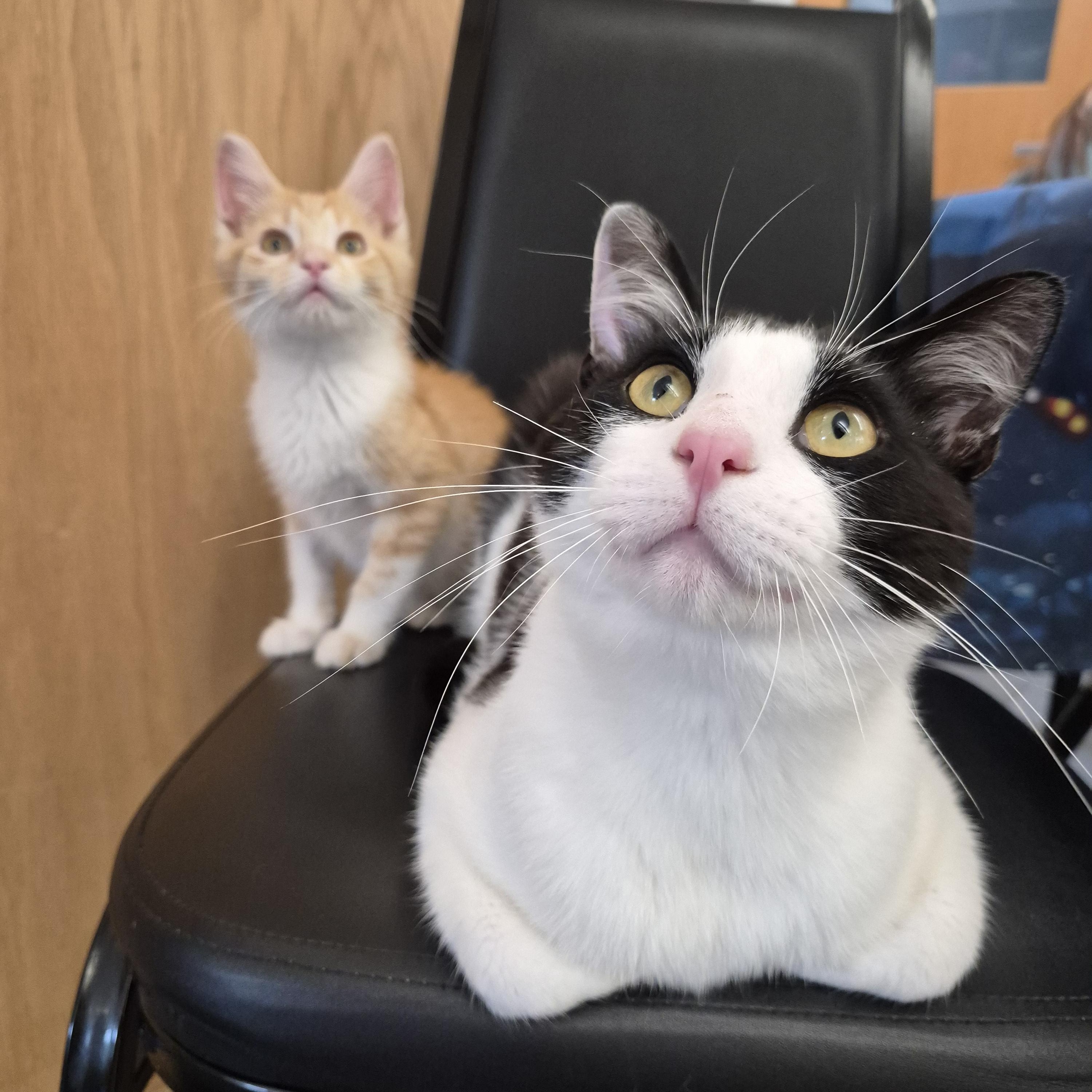 Enlarge Benson, a Adopted Domestic Short Hair in Kenosha, WI image 3/6