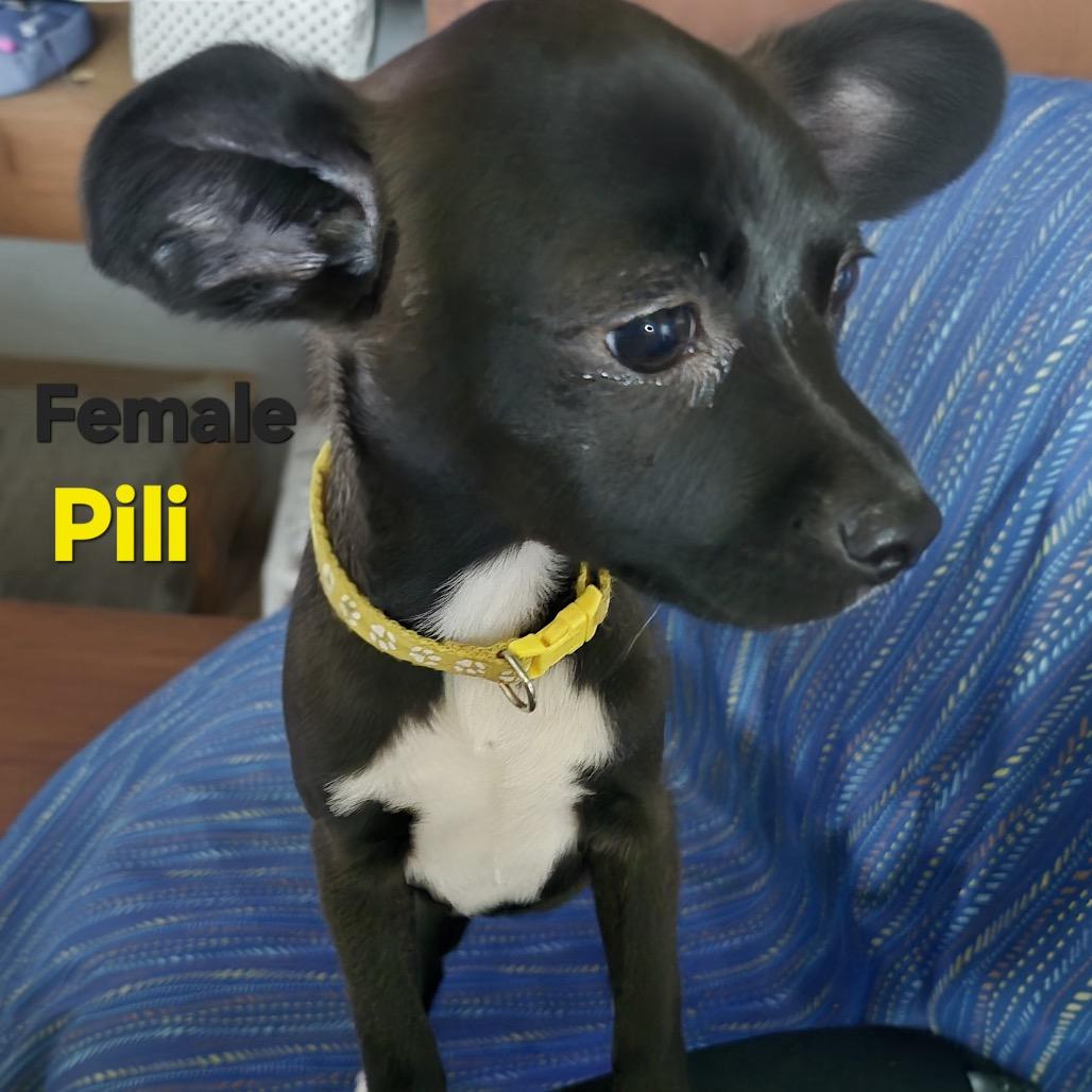Pili, Adoptable, Young Female Chihuahua.
