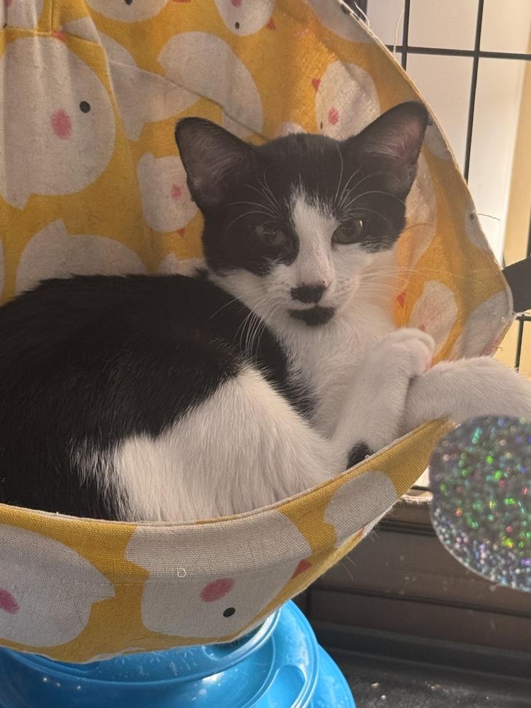 Charlie, Adoptable, Kitten Male Domestic Short Hair.