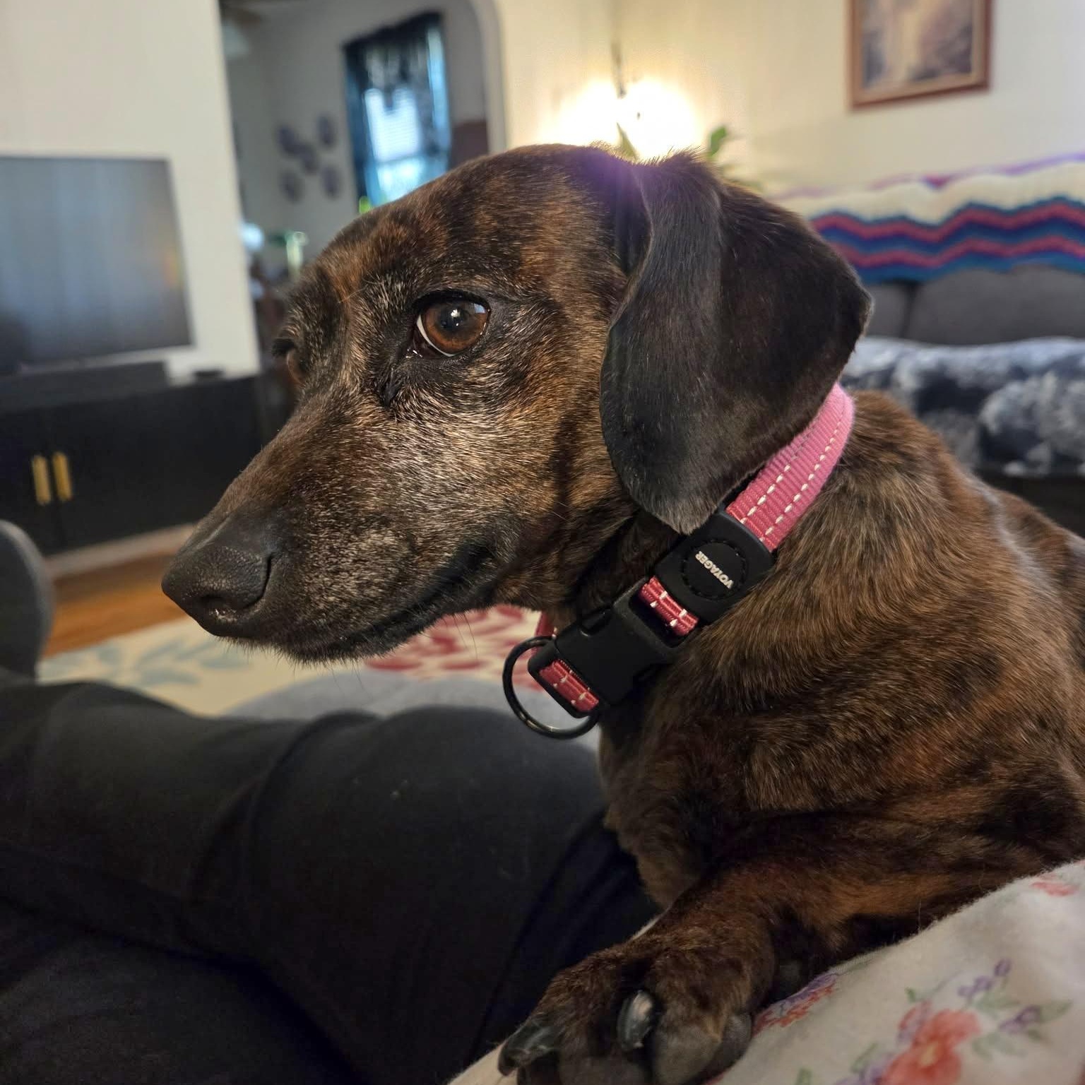 Jewel, adopted, Adult Female Dachshund.