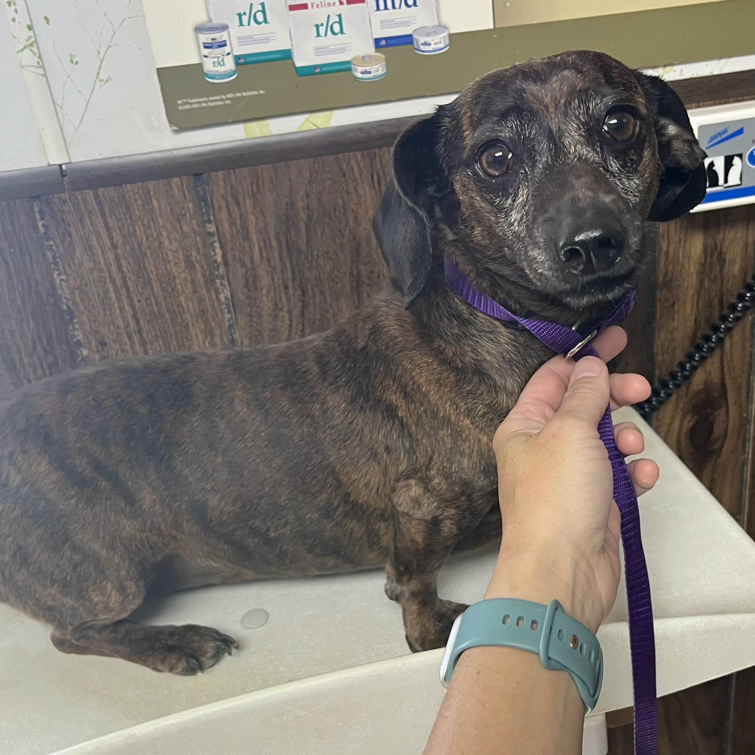 Jewel, an adopted Dachshund in Omaha, NE image 2/2