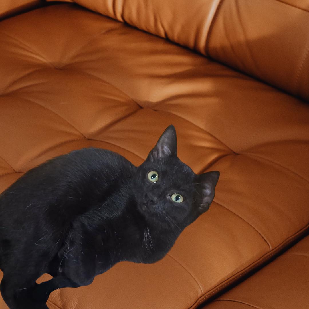 Jody, Adoptable, Young Female Domestic Short Hair.