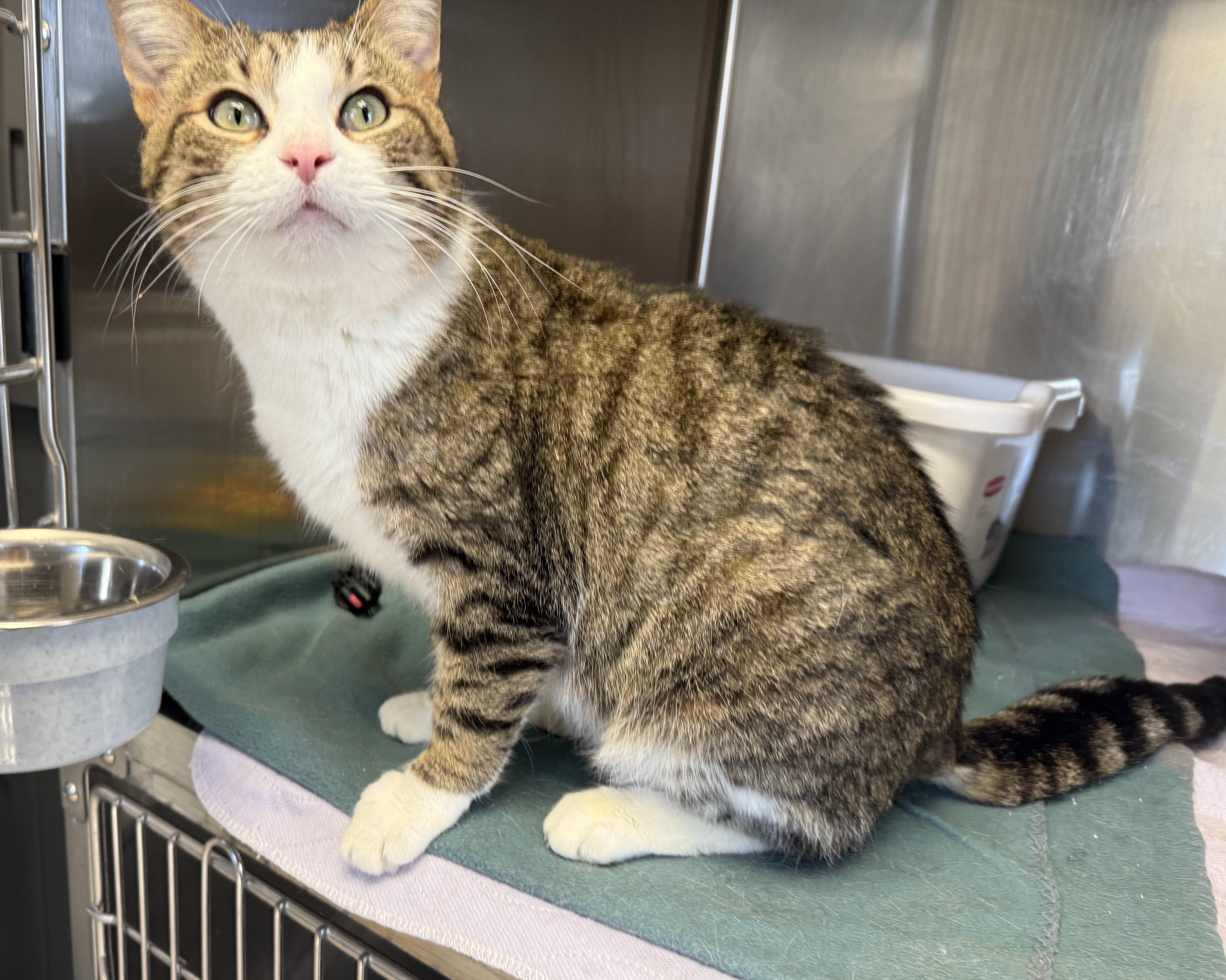 Enlarge WHISKERS, a ADOPTABLE Domestic Short Hair in La Crescent, MN image 6/6