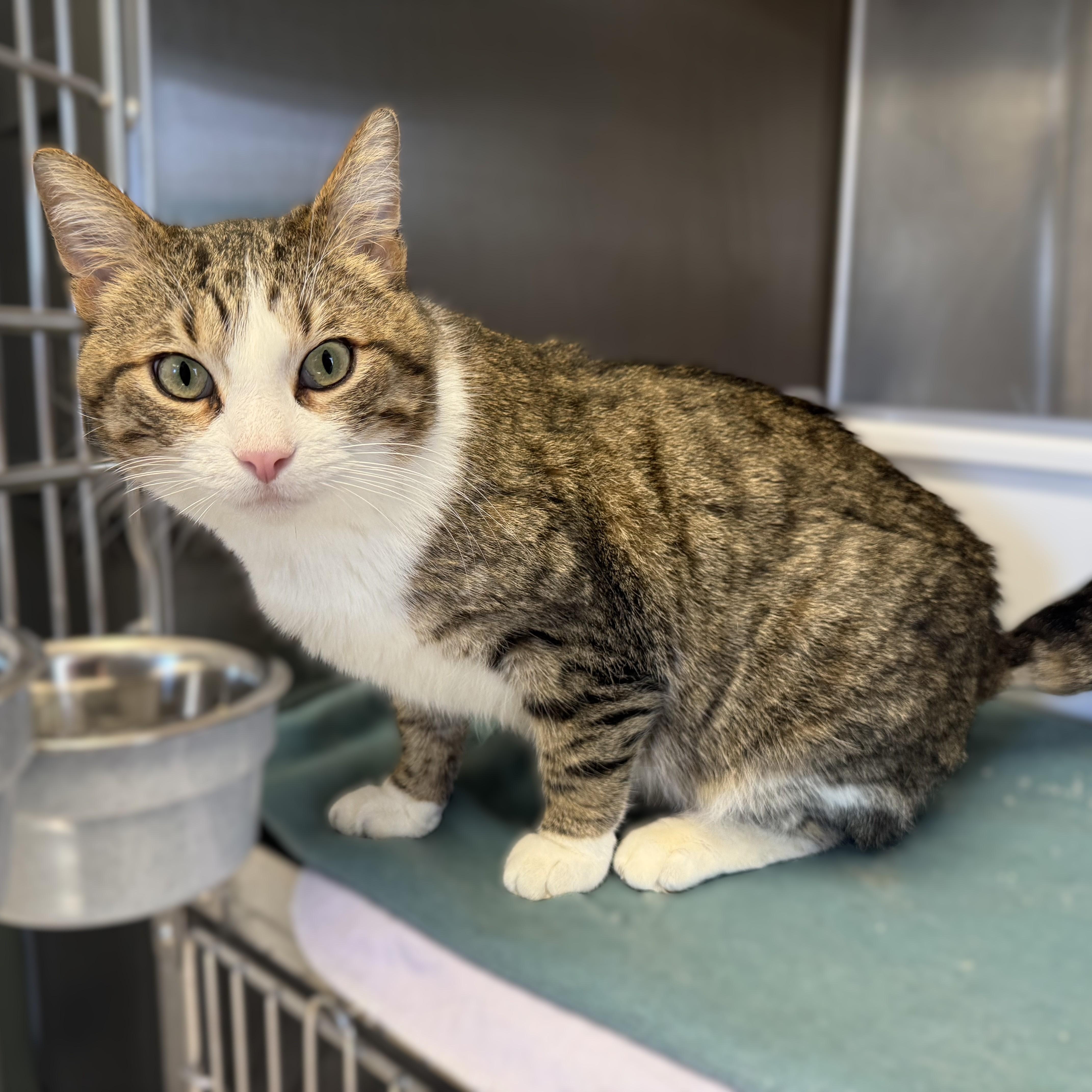 Enlarge WHISKERS, a ADOPTABLE Domestic Short Hair in La Crescent, MN image 5/6