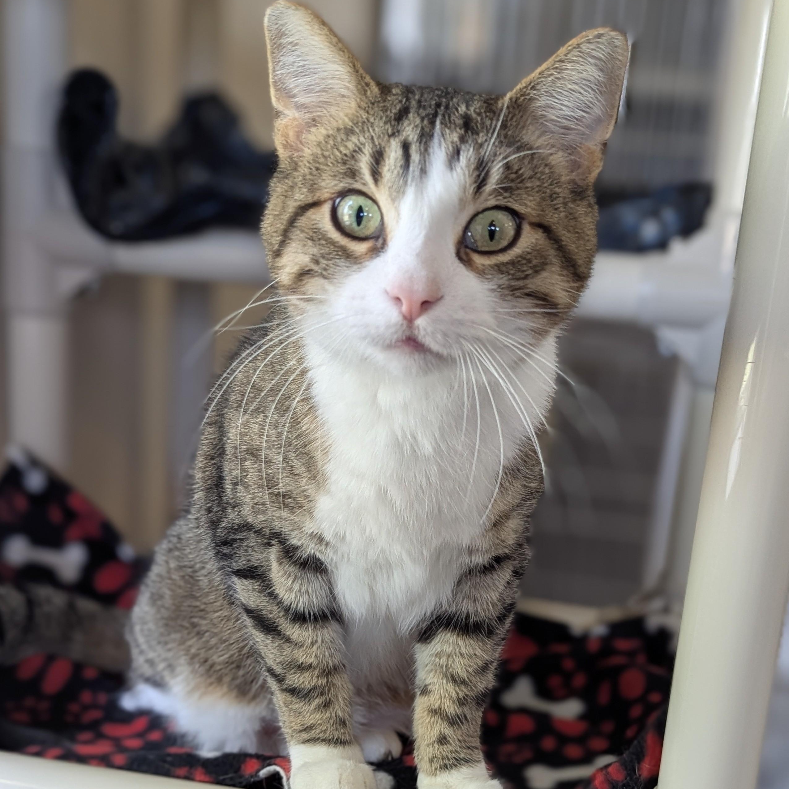 Enlarge WHISKERS, a ADOPTABLE Domestic Short Hair in La Crescent, MN image 4/6
