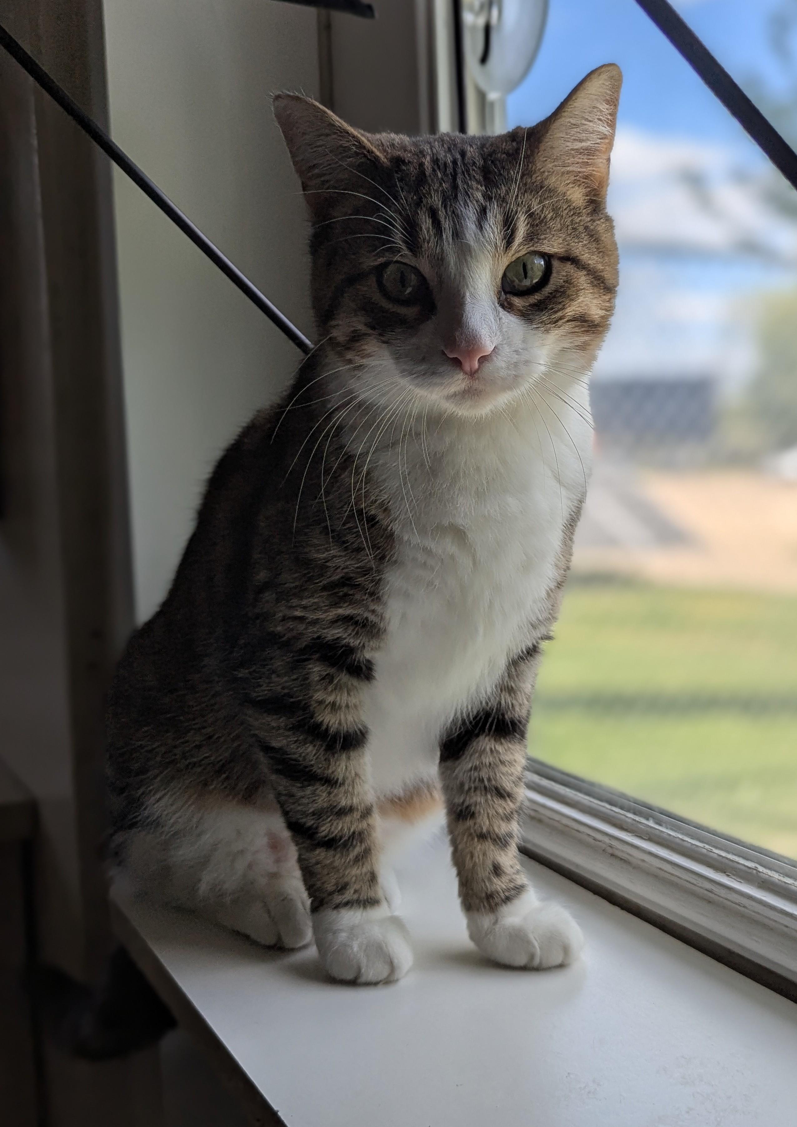 Enlarge WHISKERS, a ADOPTABLE Domestic Short Hair in La Crescent, MN image 2/6
