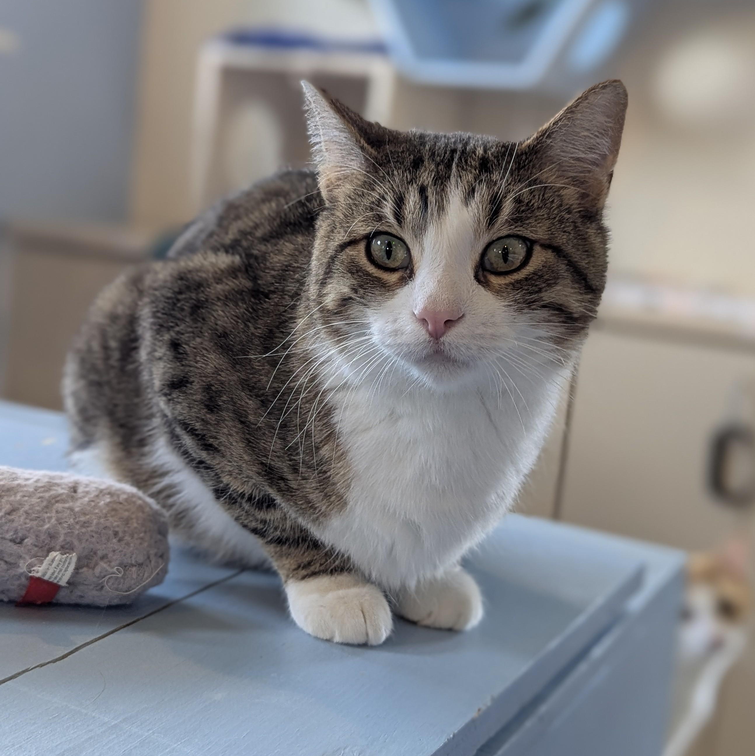 Enlarge WHISKERS, a ADOPTABLE Domestic Short Hair in La Crescent, MN image 1/6
