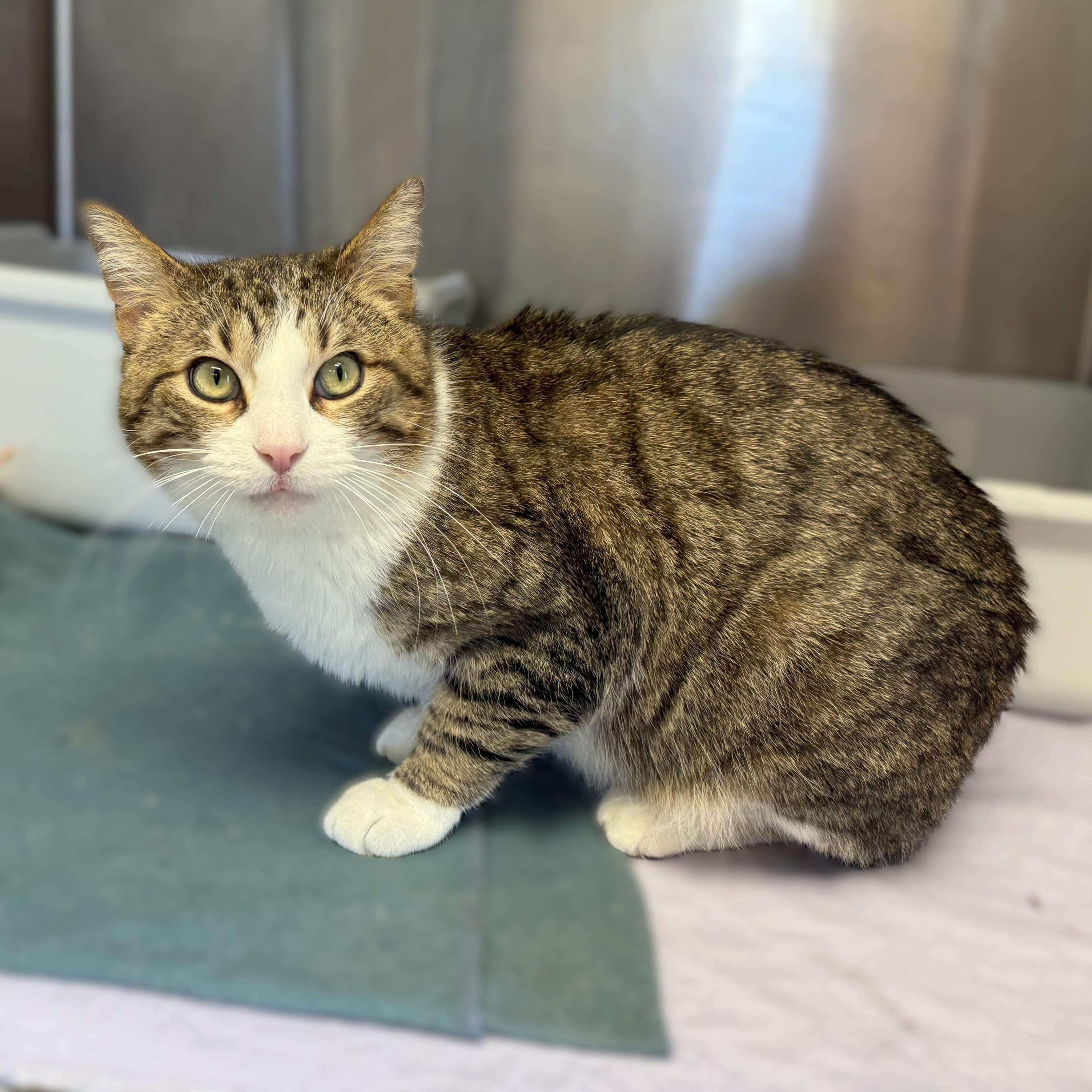 Enlarge WHISKERS, a ADOPTABLE Domestic Short Hair in La Crescent, MN image 3/6