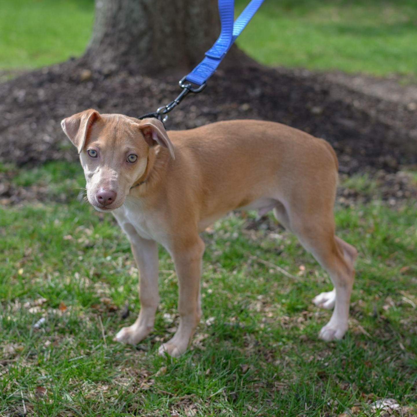 Enlarge CHARLIE, an adopted mixed breed in Hamilton, NJ image 5/6