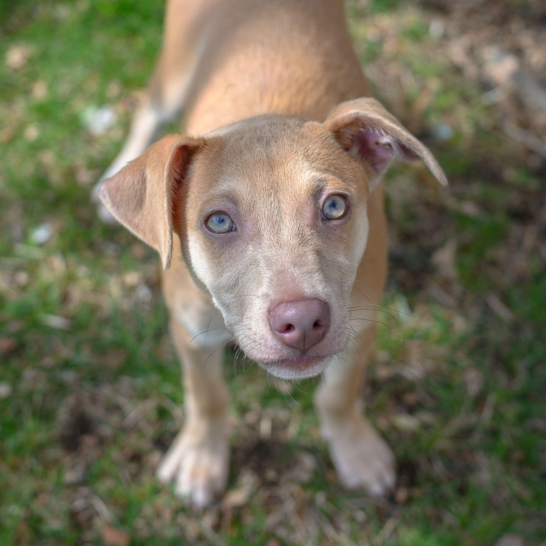 Enlarge CHARLIE, an adopted mixed breed in Hamilton, NJ image 1/6