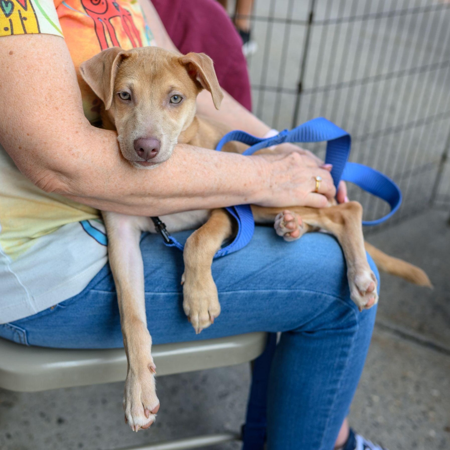 Enlarge CHARLIE, an adopted mixed breed in Hamilton, NJ image 6/6