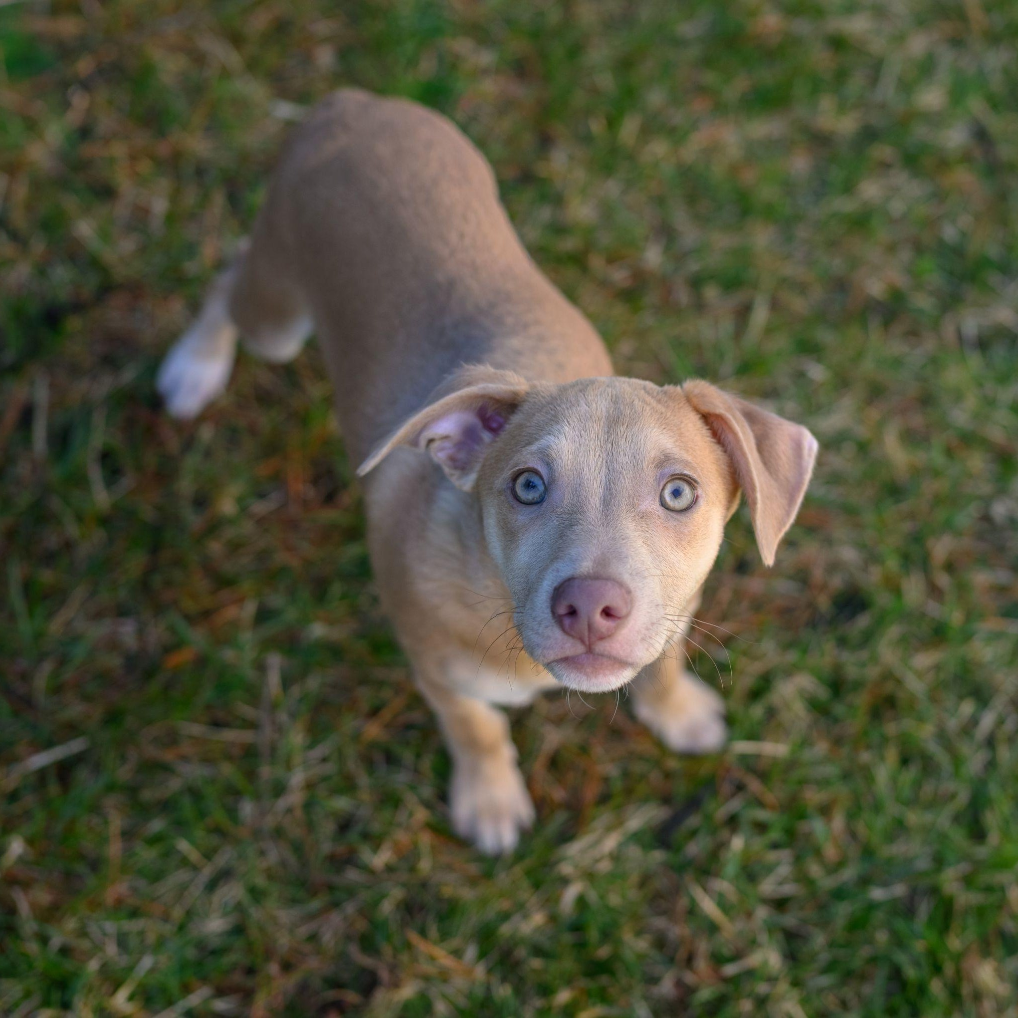 Enlarge CHARLIE, an adopted mixed breed in Hamilton, NJ image 3/6