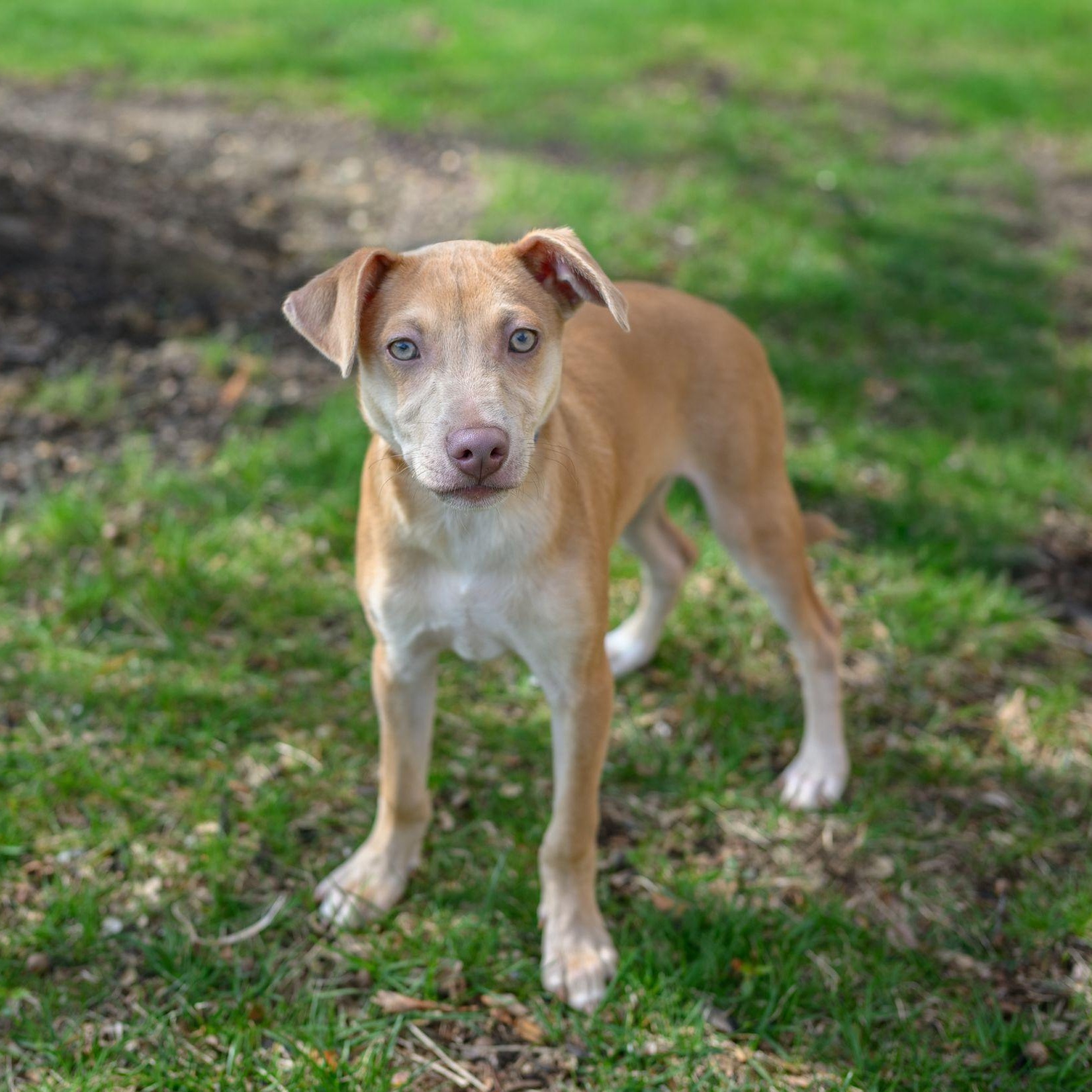 Enlarge CHARLIE, an adopted mixed breed in Hamilton, NJ image 2/6