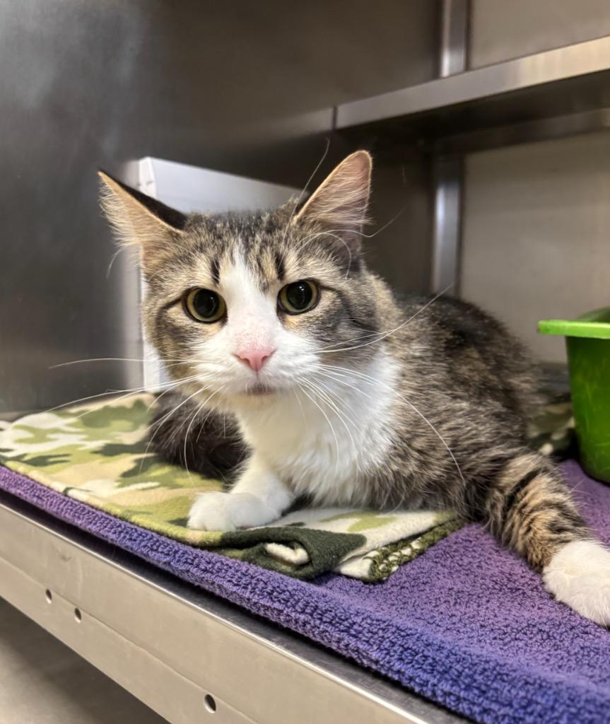 Leda, Adopted, Adult Female Domestic Medium Hair.