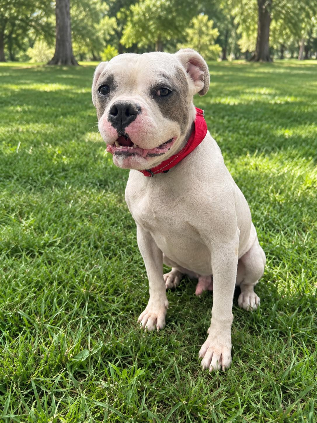 Enlarge Ronan, a Adoptable Pit Bull Terrier in Portland, OR image 3/6