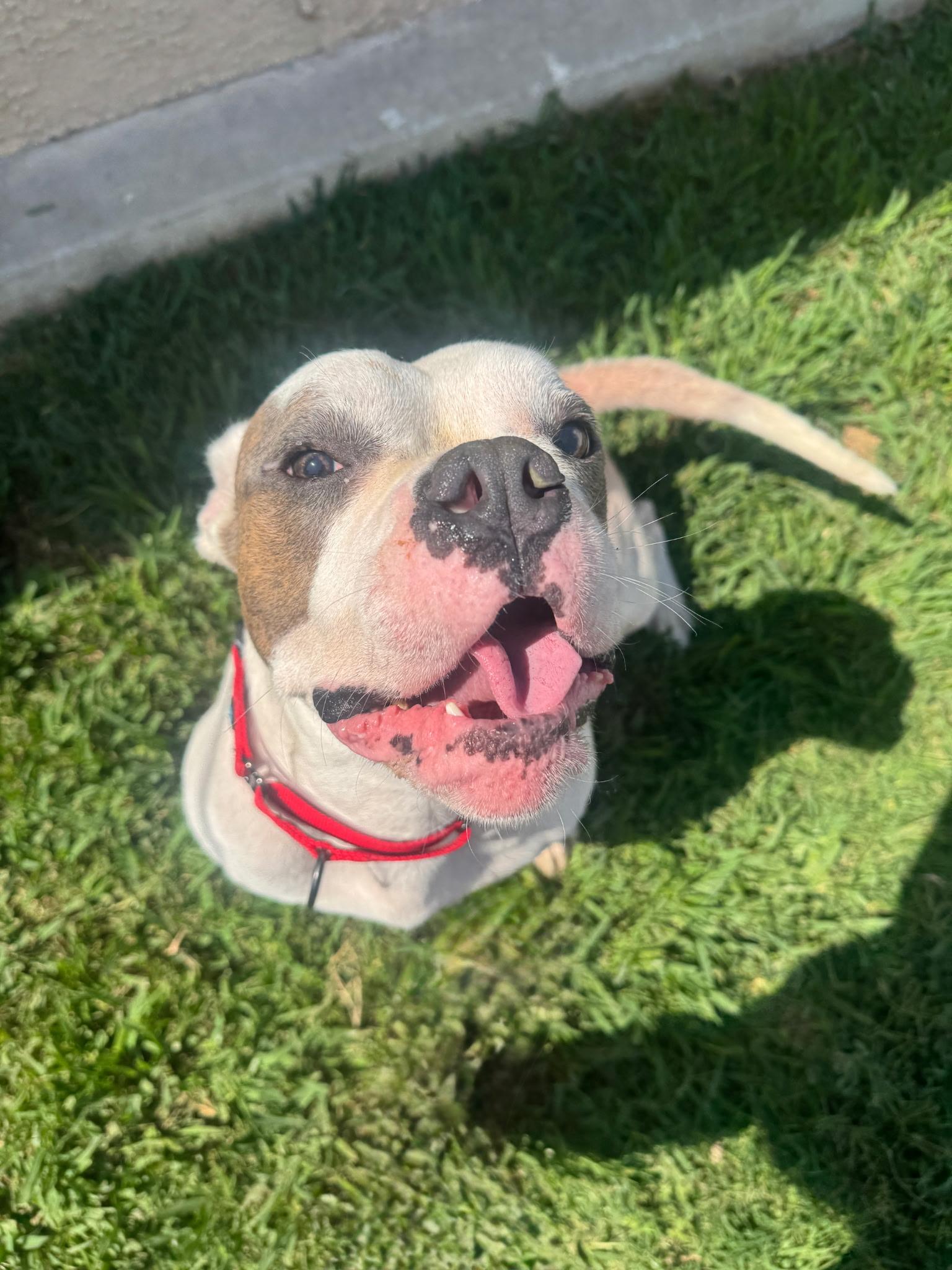 Enlarge Ronan, a Adoptable Pit Bull Terrier in Portland, OR image 6/6