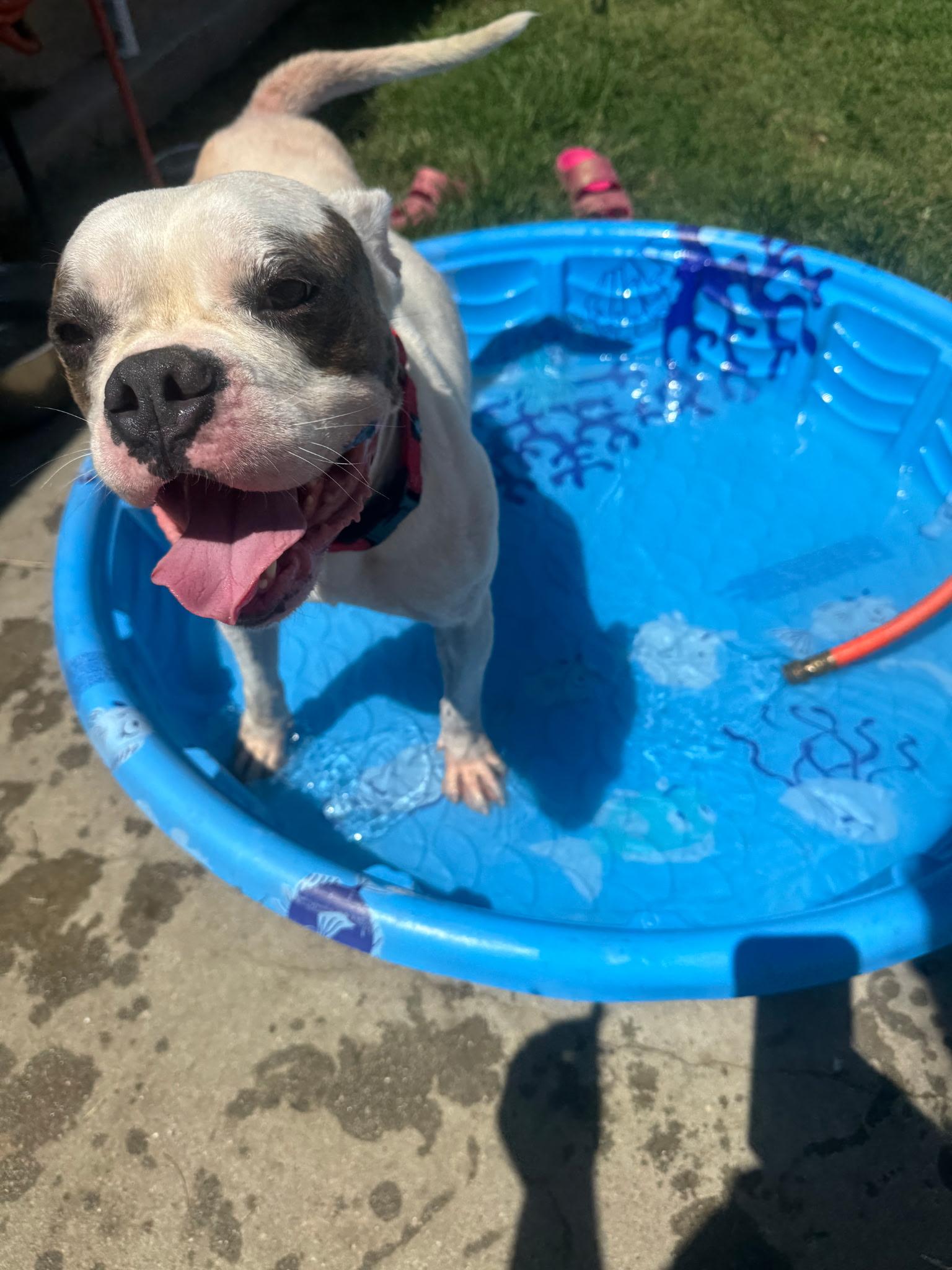Enlarge Ronan, a Adoptable Pit Bull Terrier in Portland, OR image 5/6