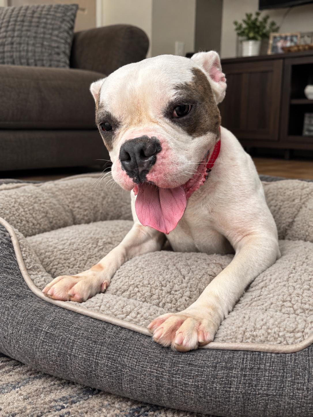 Enlarge Ronan, a Adoptable Pit Bull Terrier in Portland, OR image 2/6