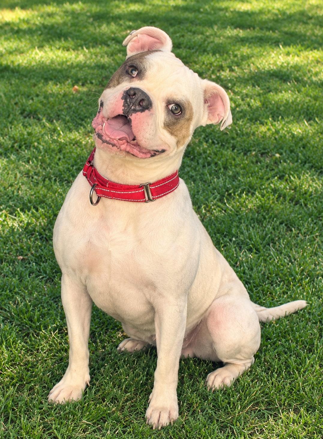 Ronan, Adoptable, Young Male Pit Bull Terrier.