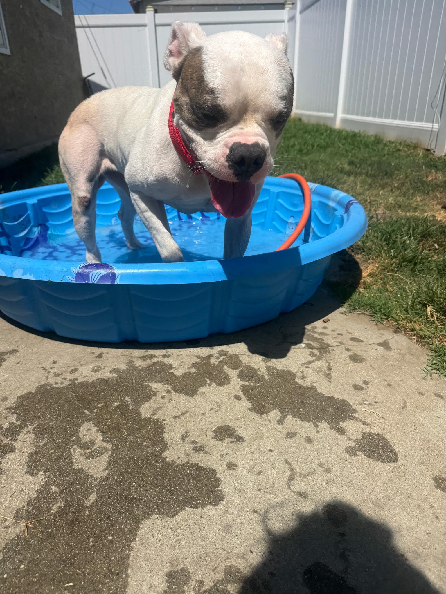 Enlarge Ronan, a Adoptable Pit Bull Terrier in Portland, OR image 4/6