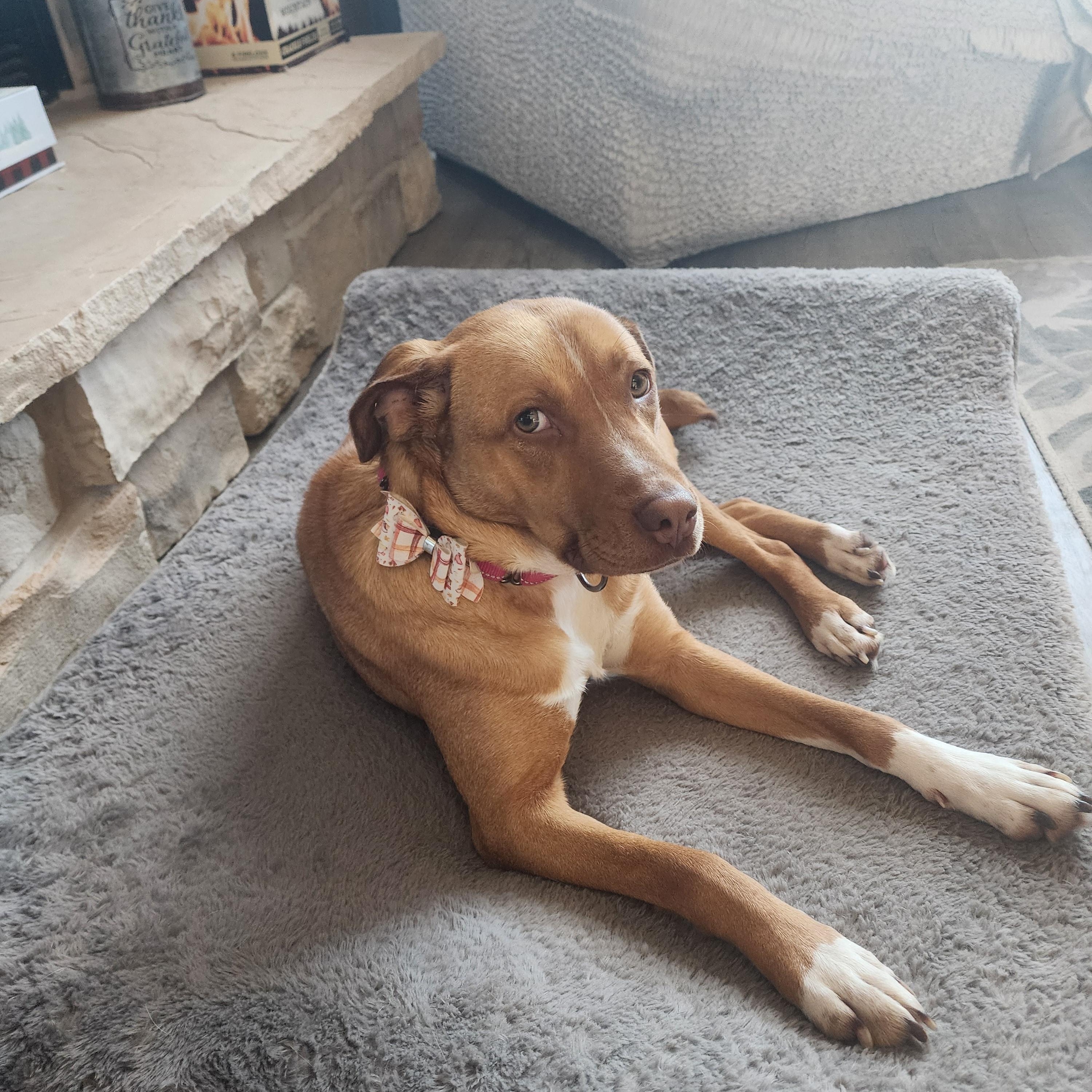 Henrietta, a Adoptable mixed breed in Racine, WI image 3/6