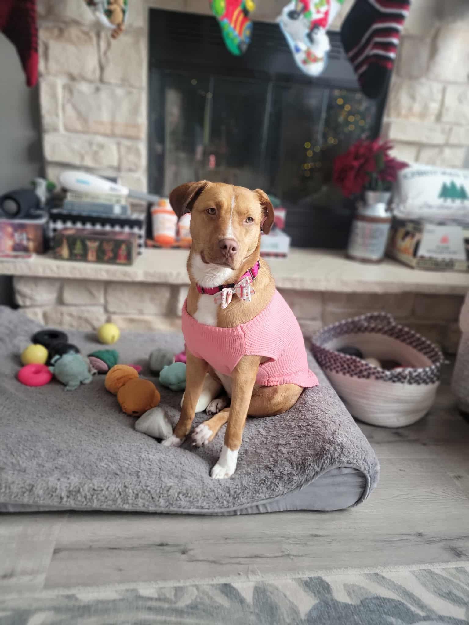 Henrietta, a Adoptable mixed breed in Racine, WI image 1/6