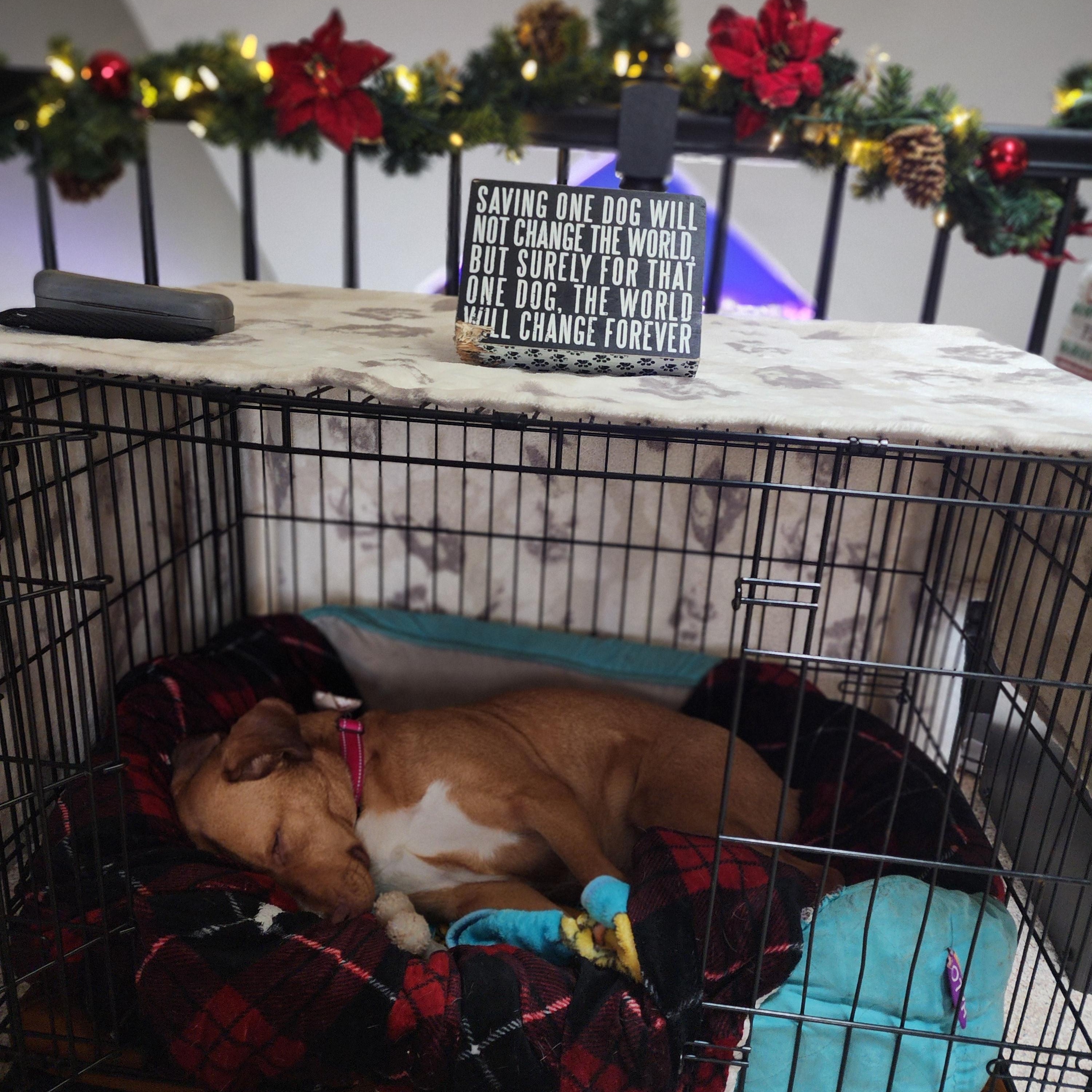 Henrietta, a Adoptable mixed breed in Racine, WI image 5/6