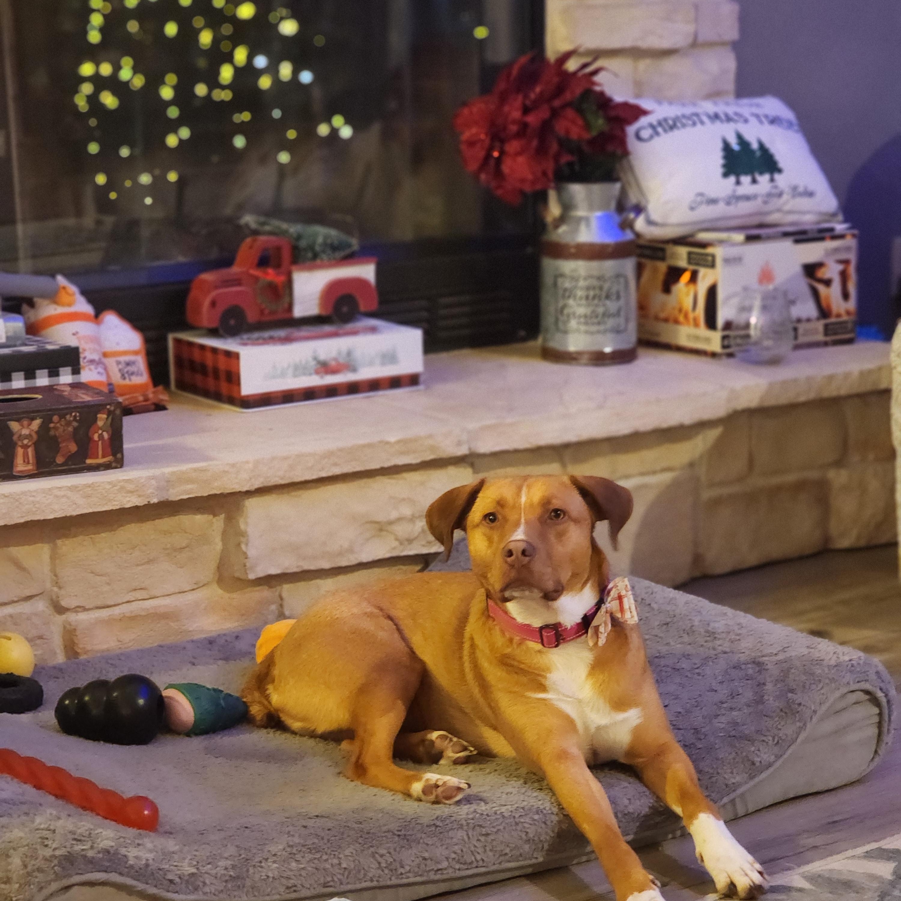 Henrietta, a Adoptable mixed breed in Racine, WI image 2/6