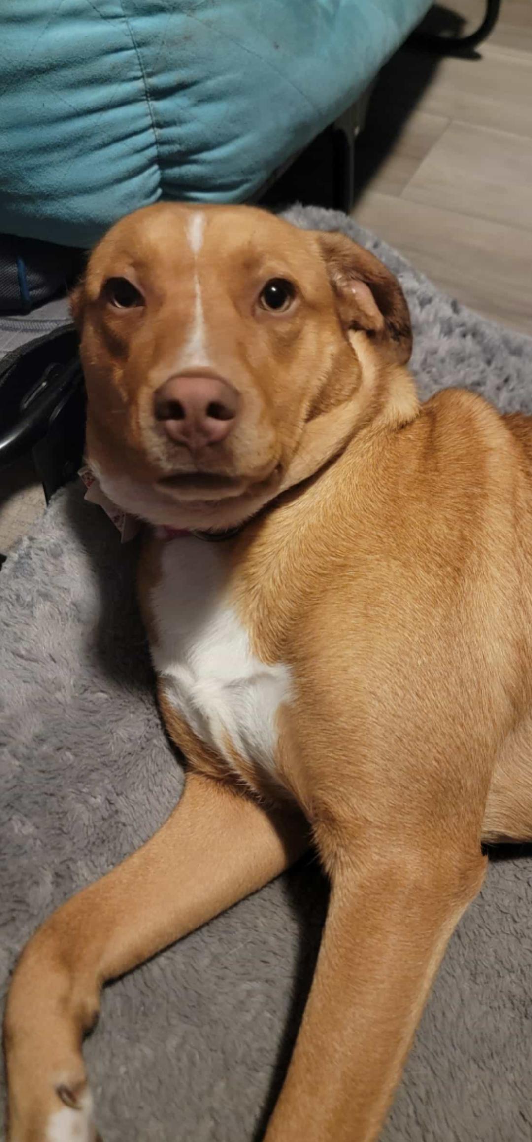 Henrietta, a Adoptable mixed breed in Racine, WI image 4/6