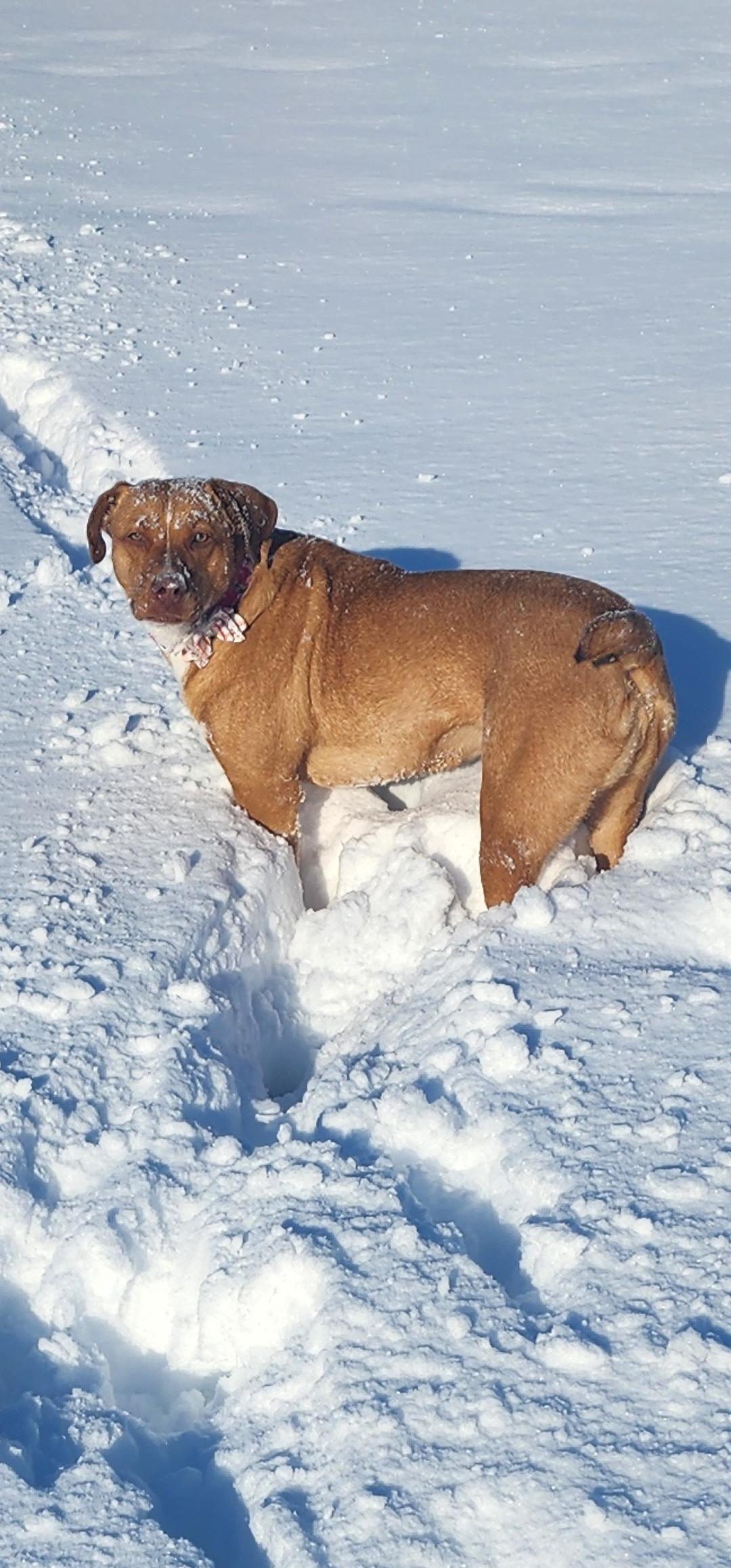 Henrietta, a Adoptable mixed breed in Racine, WI image 6/6