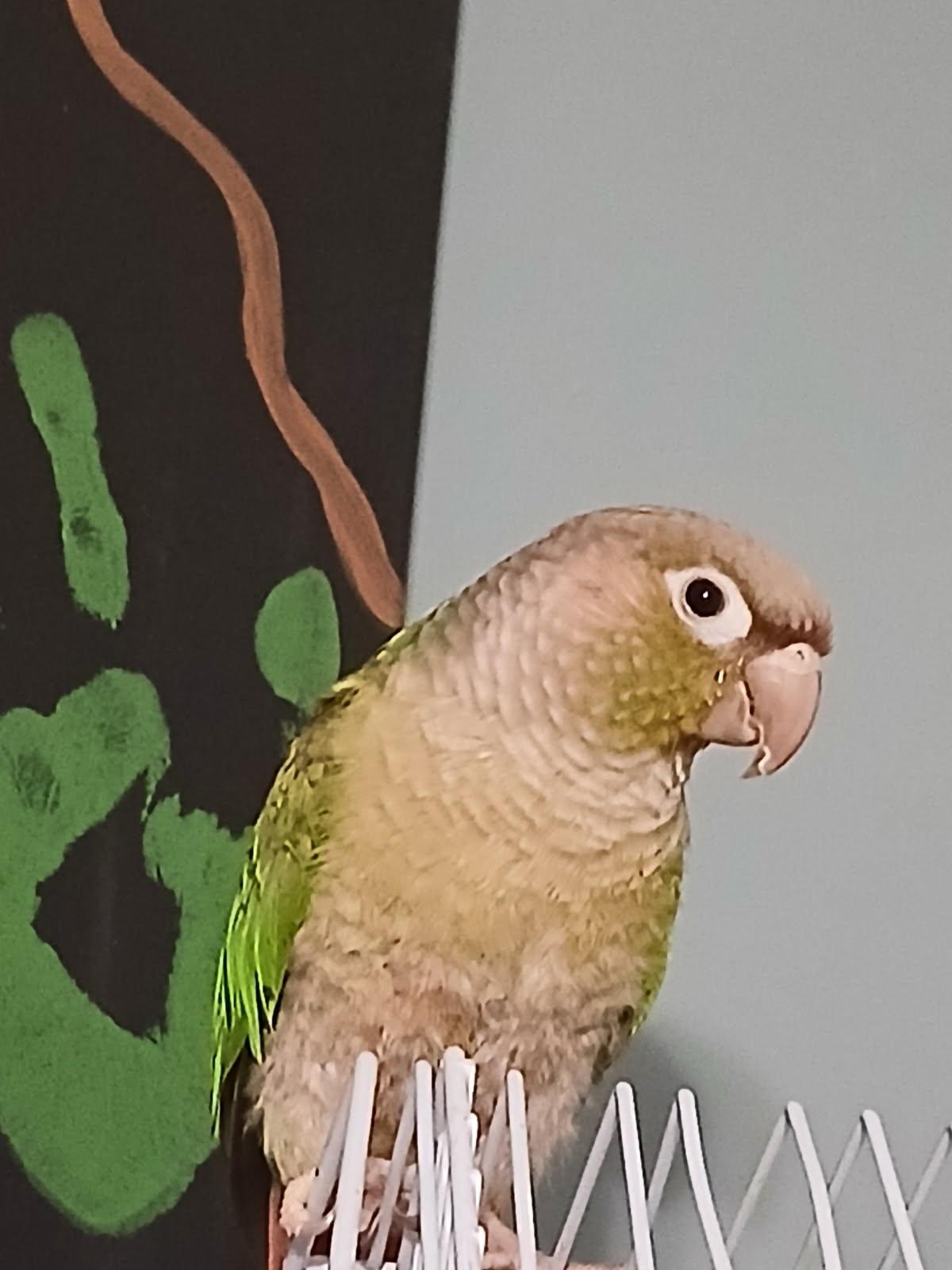 Rah-Rah Rasins, Adoptable, Young Female Conure.