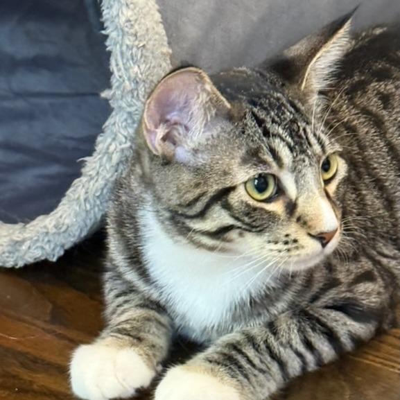 Enlarge Alfie, a Adoptable Domestic Short Hair in Pleasanton, CA image 2/4