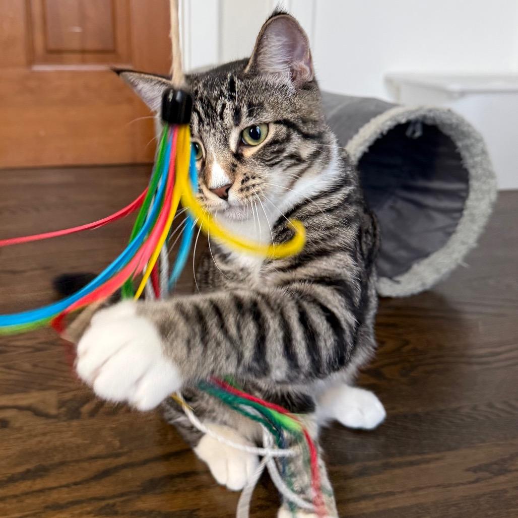 Enlarge Alfie, a Adoptable Domestic Short Hair in Pleasanton, CA image 3/4