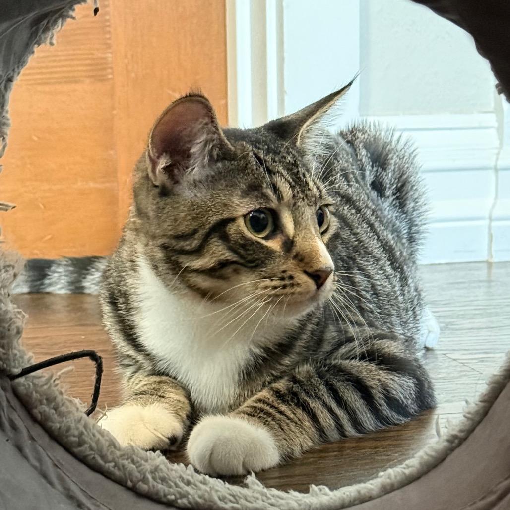 Enlarge Alfie, a Adoptable Domestic Short Hair in Pleasanton, CA image 4/4