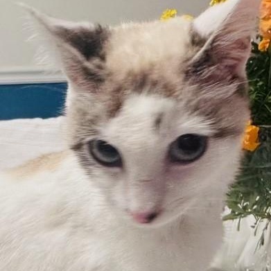 Halo, Adopted, Adult Female Domestic Short Hair.