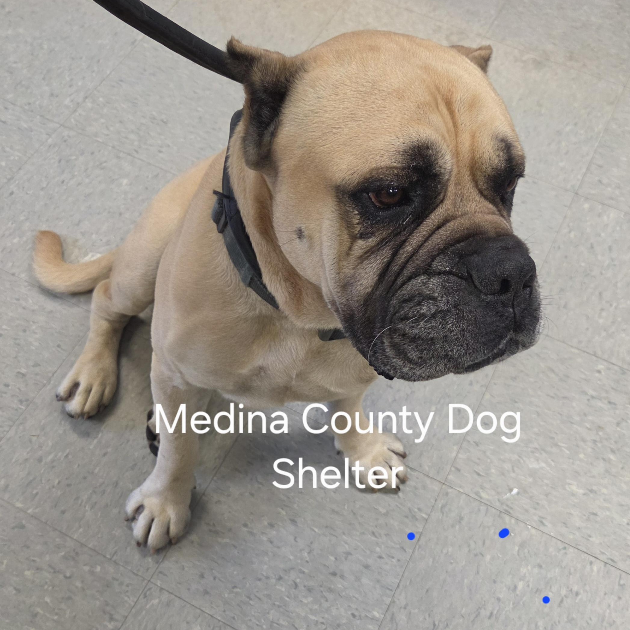Regie, an adopted Mastiff in Medina, OH image 2/2