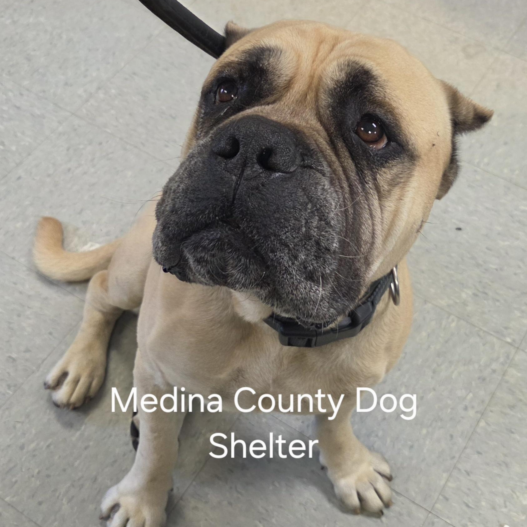 Regie, adopted, Adult Male Mastiff.