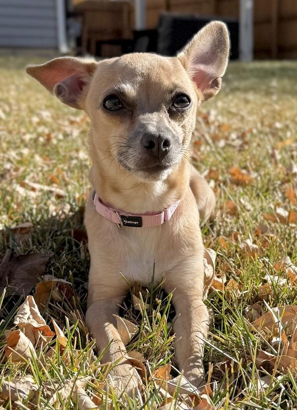Little Mama, Adoptable, Adult Female Chihuahua.