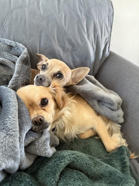 Enlarge Little Mama, a Adoptable mixed breed in Littleton, CO image 2/6